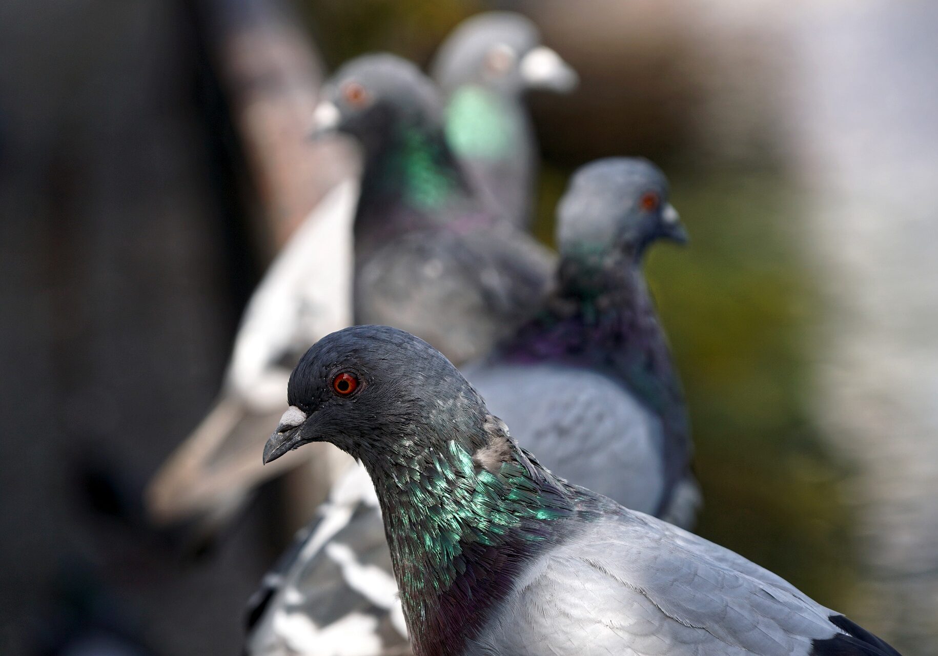 pigeons-4509124_1920