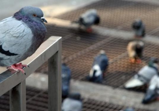 pombo-predio-controle-de-pombo